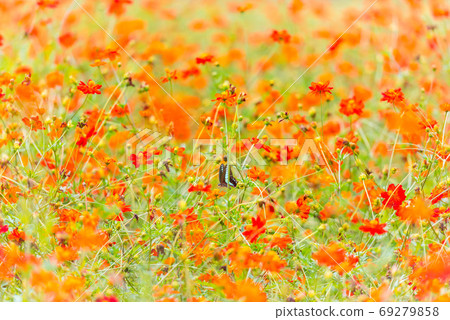 Blue-tailed Swallowtail, Kibana Cosmos, Colorful, Flower Field, Summer Flowers, Red Flowers, Orange Flowers Blue-tailed Swallowtail, Kibana Cosmos, Colorful, Flower Field, Summer Flowers, Red Flowers, Orange Flowers 69279858