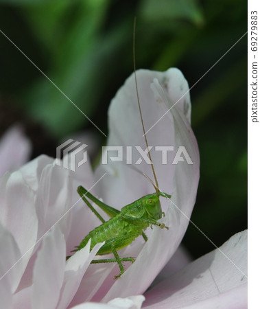 Green long-haired grasshopper sitting on a petal of pink peony. Green long-haired grasshopper sitting on a petal of pink peony. 69279883