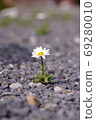 Snow pole blooming on gravel 69280010