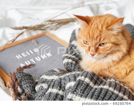 Cute ginger cat and letter board with season greeting HELLO AUTUMN. Crumpled textile background with dried grass, knitted sweater and warm outfits. Fluffy pet at cozy home. Cute ginger cat and letter board with season greeting HELLO AUTUMN. Crumpled textile background with dried grass, knitted sweater and warm outfits. Fluffy pet at cozy home. 69280764