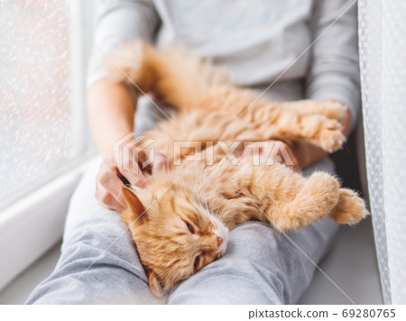 Cute ginger cat lying on woman's knees. Woman in grey pajama strokes fluffy pet. Cozy morning at home while snow is falling outside. 69280765