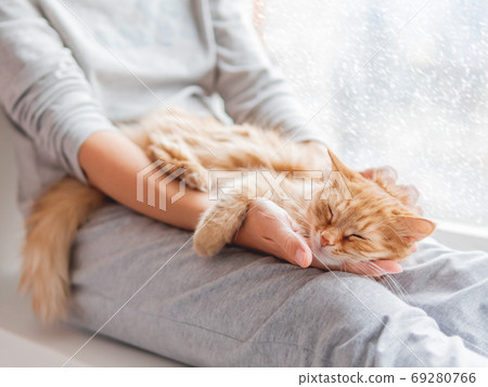 Cute ginger cat lying on woman's knees. Woman in grey pajama strokes fluffy pet. Cozy morning at home while snow is falling outside. Cute ginger cat lying on woman's knees. Woman in grey pajama strokes fluffy pet. Cozy morning at home while snow is falling outside. 69280766