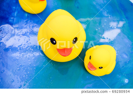 bright yellow ducks swim in a pond bright yellow ducks swim in a pond 69280934