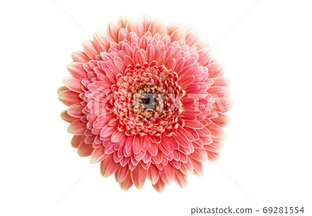 gerbera pomponi isolated 69281554