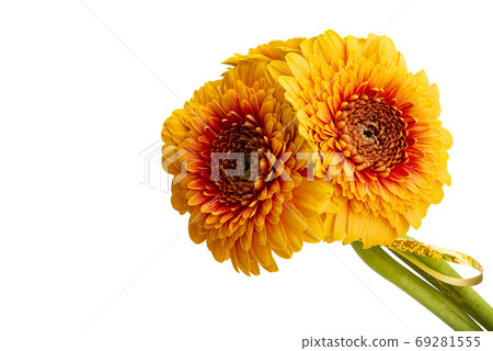 gerbera pomponi isolated 69281555