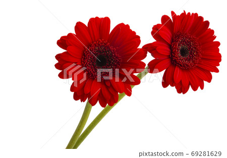 red gerbera isolated red gerbera isolated 69281629