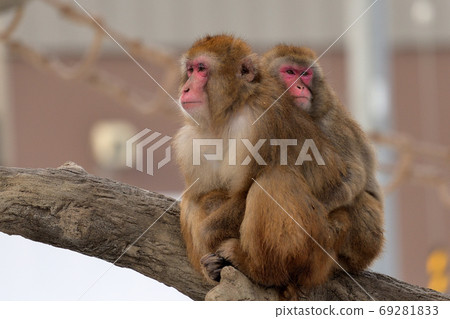 Two monkeys that seem to be parents and children of Japanese macaque staring at tomorrow 69281833