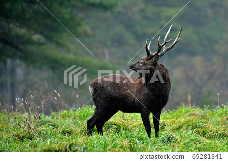 回首日高草原的雄鹿 69281841