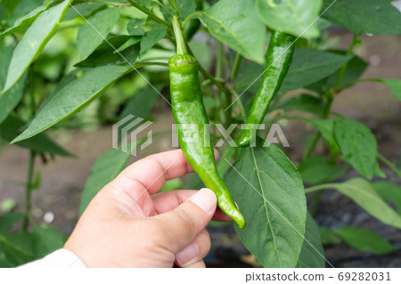 Cultivation and harvest of sweet potato bean (Amanaga chili) (June) Home garden 69282031