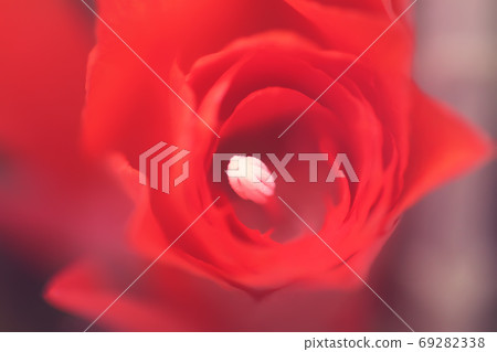 Blooming cactus red flowers close up 69282338