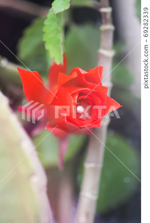 Blooming cactus red flowers close up 69282339
