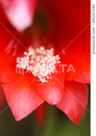Blooming cactus red flowers close up 69282340