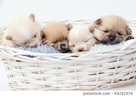 Pomeranian spitz dog puppies. 69282874