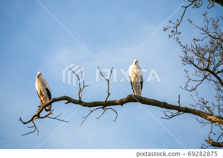 Two Storks in a tree 69282875