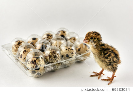 Baby quail next to a plastic box full with eggs 69283024