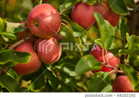 Shiny delicious apples hanging from a tree branch in an apple or 69283192