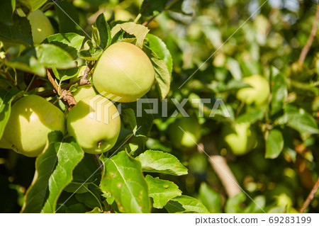Green apples on a branch ready to be harvested, outdoors, select Green apples on a branch ready to be harvested, outdoors, select 69283199
