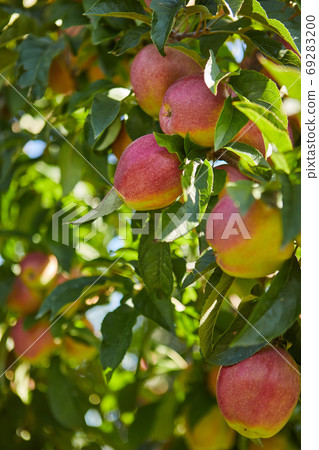Shiny delicious apples hanging from a tree branch in an apple or Shiny delicious apples hanging from a tree branch in an apple or 69283200