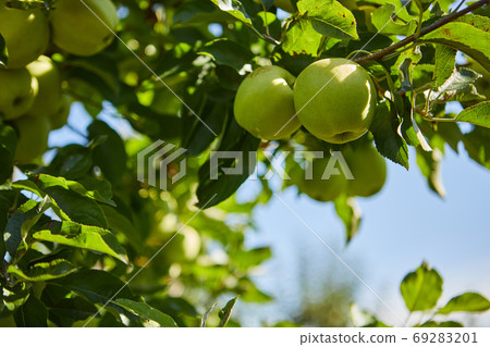Green apples on a branch ready to be harvested, outdoors, select Green apples on a branch ready to be harvested, outdoors, select 69283201