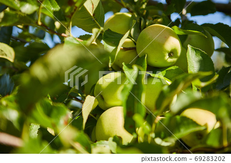 Green apples on a branch ready to be harvested, outdoors, select Green apples on a branch ready to be harvested, outdoors, select 69283202