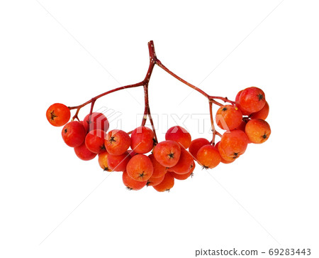Orange autumn rowanberries 69283443