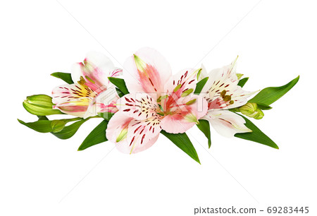 White and coral alstroemeria flowers in a floral arrangement White and coral alstroemeria flowers in a floral arrangement 69283445