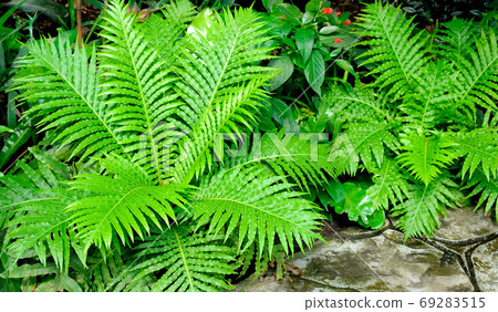 Beautiful Green fern Leaves. Gardening, landscaping design conce Beautiful Green fern Leaves. Gardening, landscaping design conce 69283515