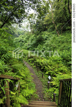 關東湘南小ami林雨季未開發地區三浦半島的原始風光 69284693
