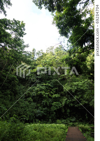 Original scenery of the Miura Peninsula in the unexplored region of Kanto Shonan Koamishiro Forest rainy season Original scenery of the Miura Peninsula in the unexplored region of Kanto Shonan Koamishiro Forest rainy season 69284704