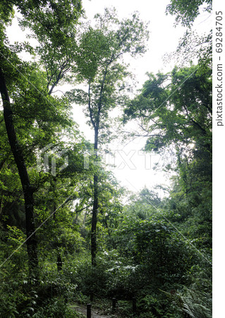 Original scenery of the Miura Peninsula in the unexplored region of Kanto Shonan Koamishiro Forest rainy season Original scenery of the Miura Peninsula in the unexplored region of Kanto Shonan Koamishiro Forest rainy season 69284705