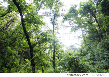 Original scenery of the Miura Peninsula in the unexplored region of Kanto Shonan Koamishiro Forest rainy season Original scenery of the Miura Peninsula in the unexplored region of Kanto Shonan Koamishiro Forest rainy season 69284708