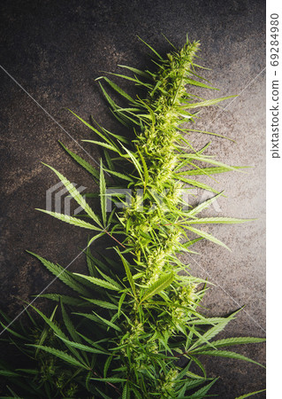 Marijuana bud flowers of cannabis Marijuana bud flowers of cannabis 69284980