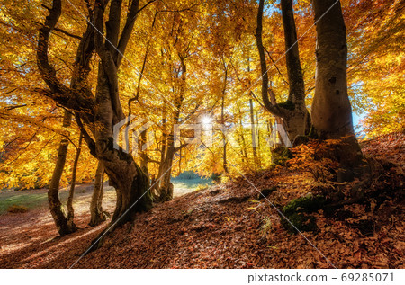 Sun rays through autumn trees. Natural autumn landscape in the forest. 69285071
