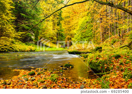 Beautiful morning in the misty autumn forest with sun rays 69285400