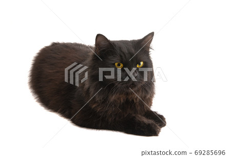 black cat isolated 69285696