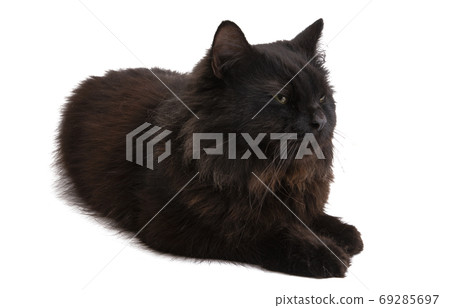 black cat isolated black cat isolated 69285697