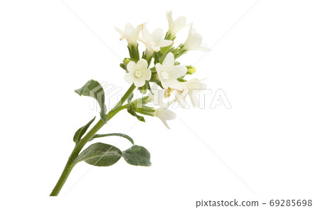 meadow flower isolated 69285698