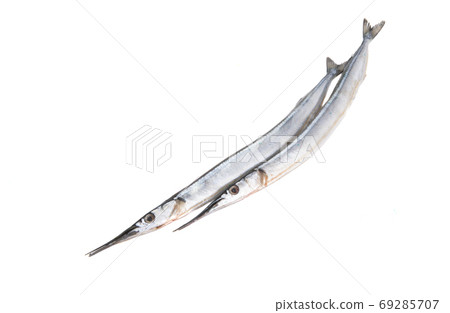 fresh fish garfish isolated fresh fish garfish isolated 69285707