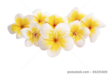 Plumeria flower isolated 69285809