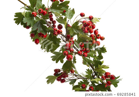 hawthorn branch isolated 69285841