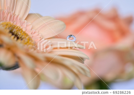 Drops on gerbera petals and roses reflected in water drops Drops on gerbera petals and roses reflected in water drops 69286226