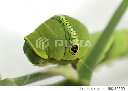 Larva of the swallowtail butterfly 69286563