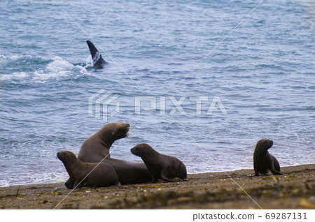 Sea lions,Otaria flavescens, Patagonia 69287131