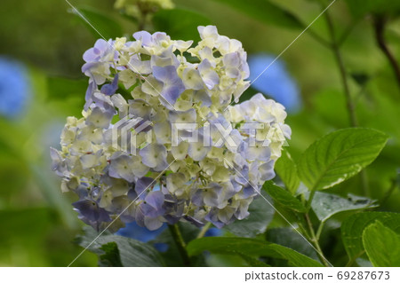 繡球花7 繡球花7 69287673