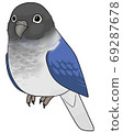 Uroko parakeet 69287678