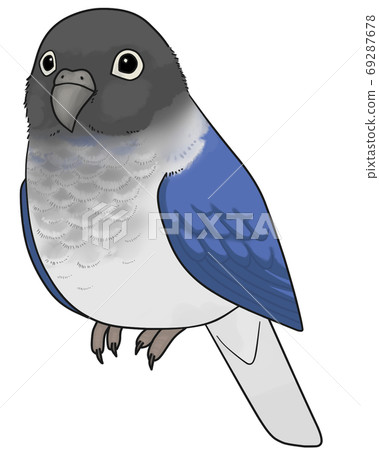 Uroko parakeet 69287678