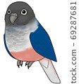 Uroko parakeet 69287681