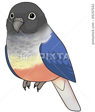 Uroko parakeet 69287682