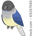 Uroko parakeet 69287684