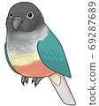 Uroko parakeet 69287689